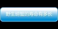 野生螃蟹的寿命有多长